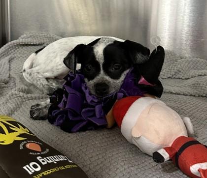 Enlarge Gus, a Adoptable mixed breed in Phoenix, AZ image 2/3