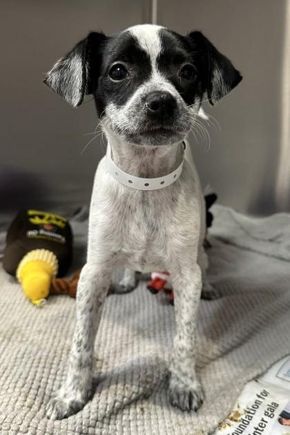 Enlarge Gus, a Adoptable mixed breed in Phoenix, AZ image 3/3