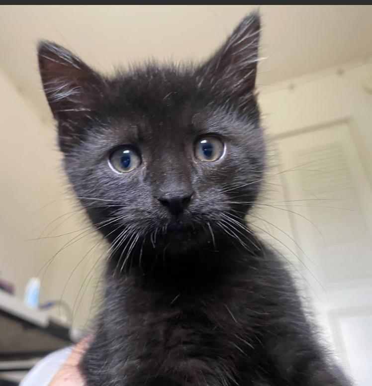 Joe, a ADOPTABLE Domestic Short Hair in Indianapolis, IN image 4/5