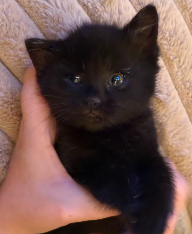 Joe, ADOPTABLE, Kitten Male Domestic Short Hair.