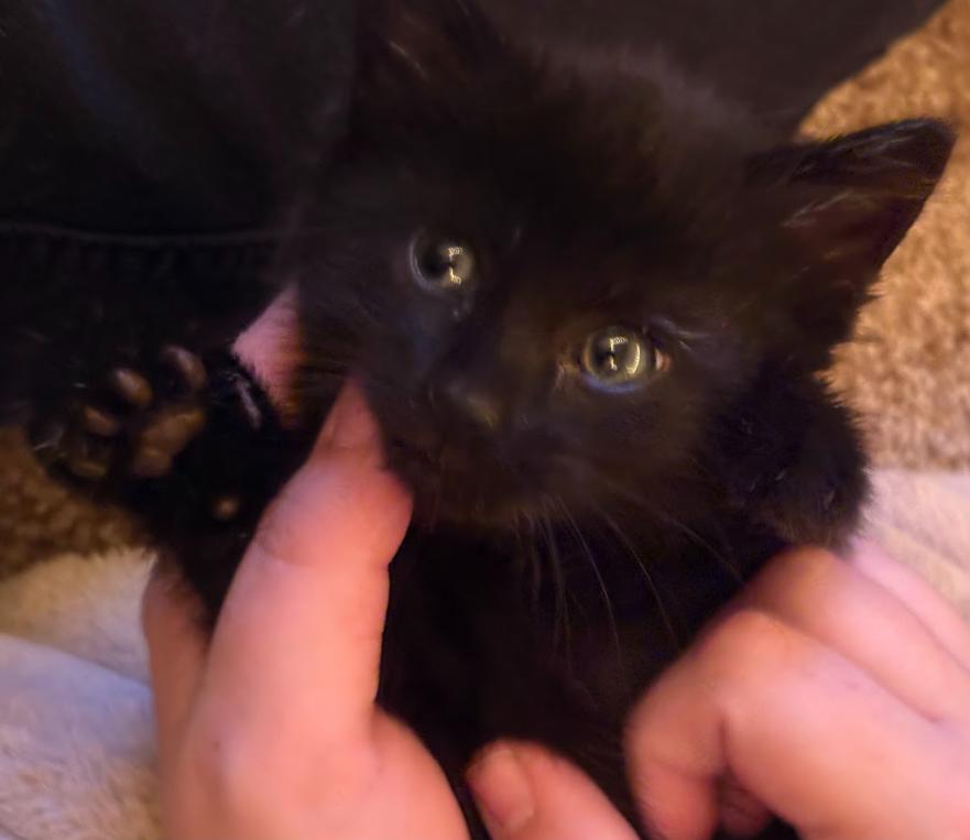 Joe, a ADOPTABLE Domestic Short Hair in Indianapolis, IN image 3/5