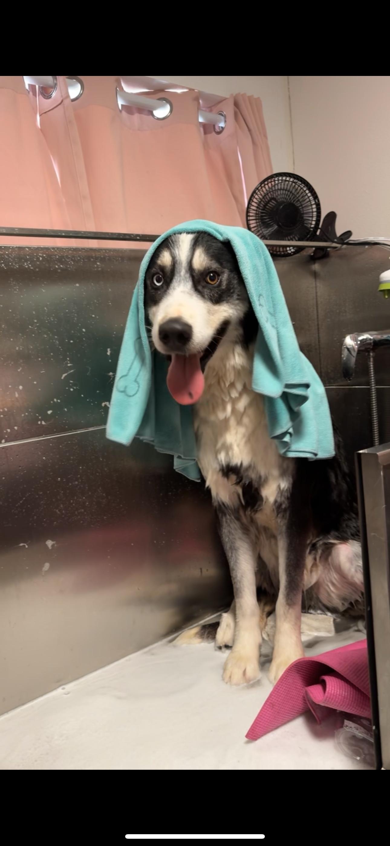 Ranger, a Adoptable Husky in Wenatchee, WA image 6/6