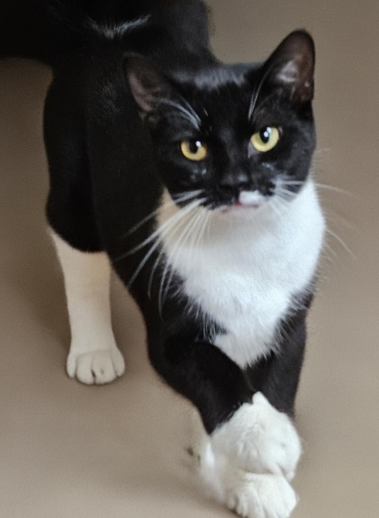 Enlarge Asbury, a Adoptable mixed breed in Vineland, NJ image 2/2