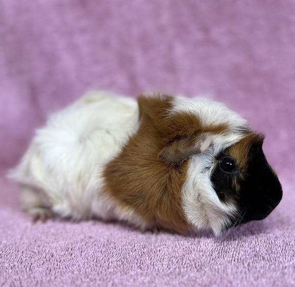 Pearl, Adoptable, Young Female Guinea Pig.