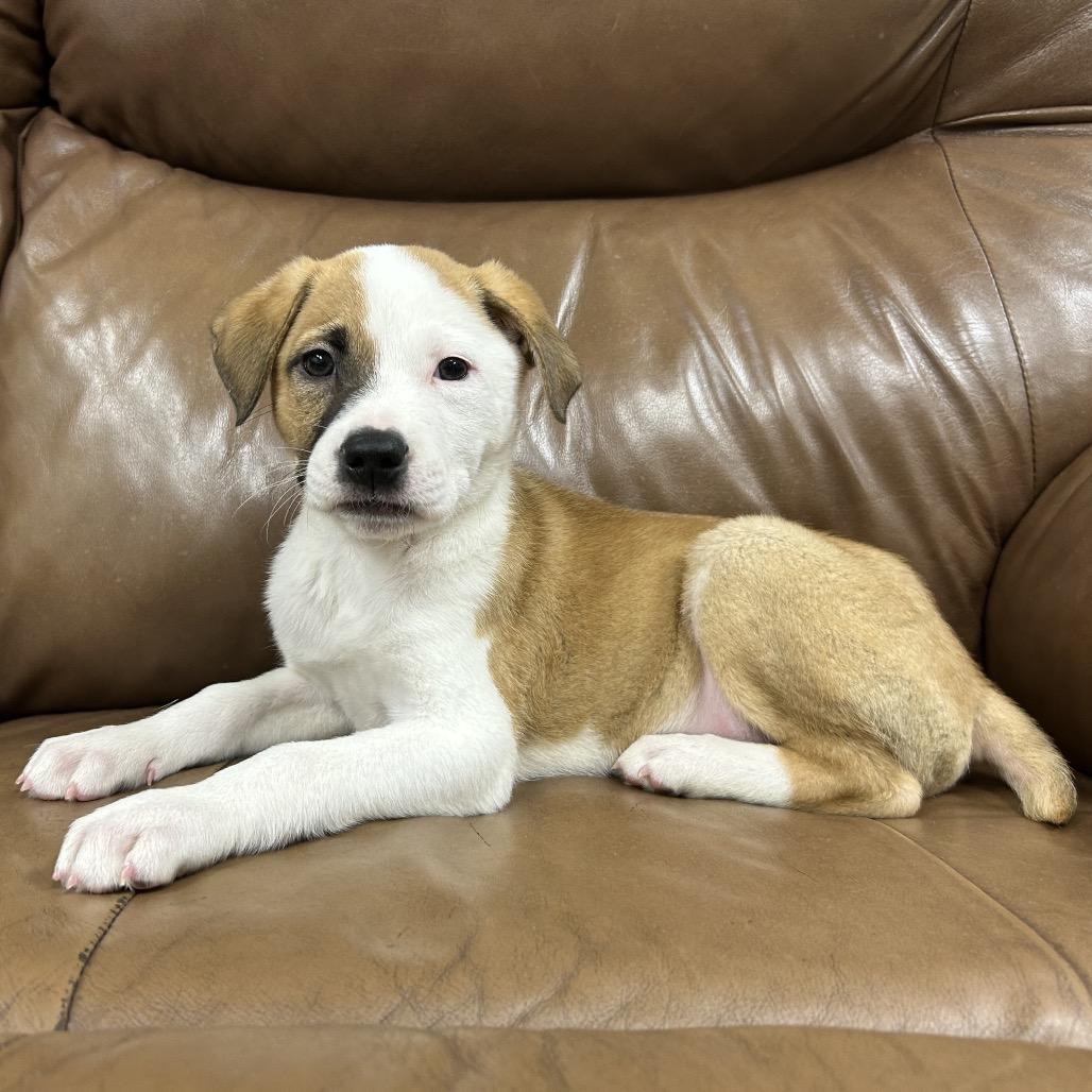 Enlarge 668 (2026) Stewie, a Adoptable mixed breed in Parker, CO image 1/6