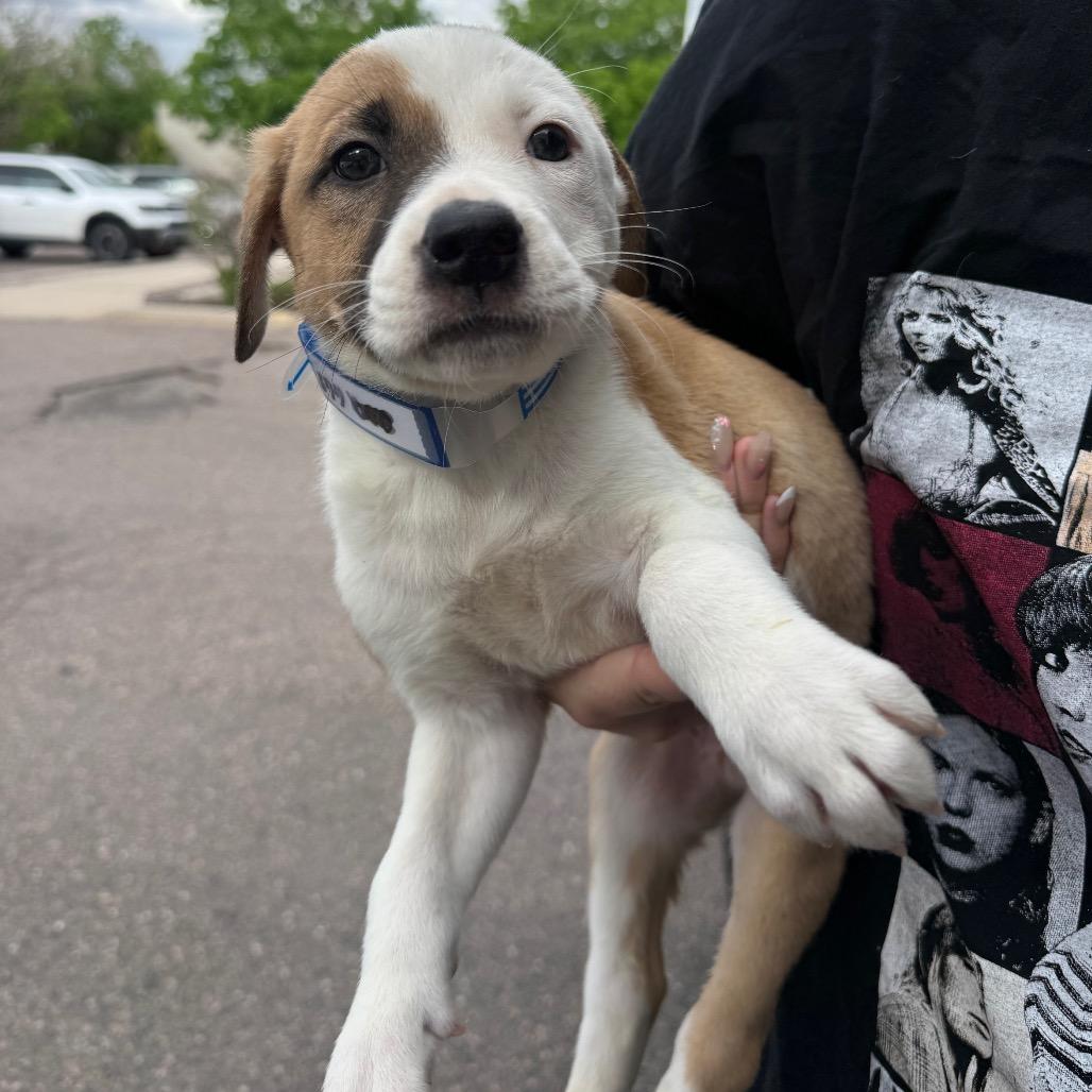 Enlarge 668 (2026) Stewie, a Adoptable mixed breed in Parker, CO image 5/6