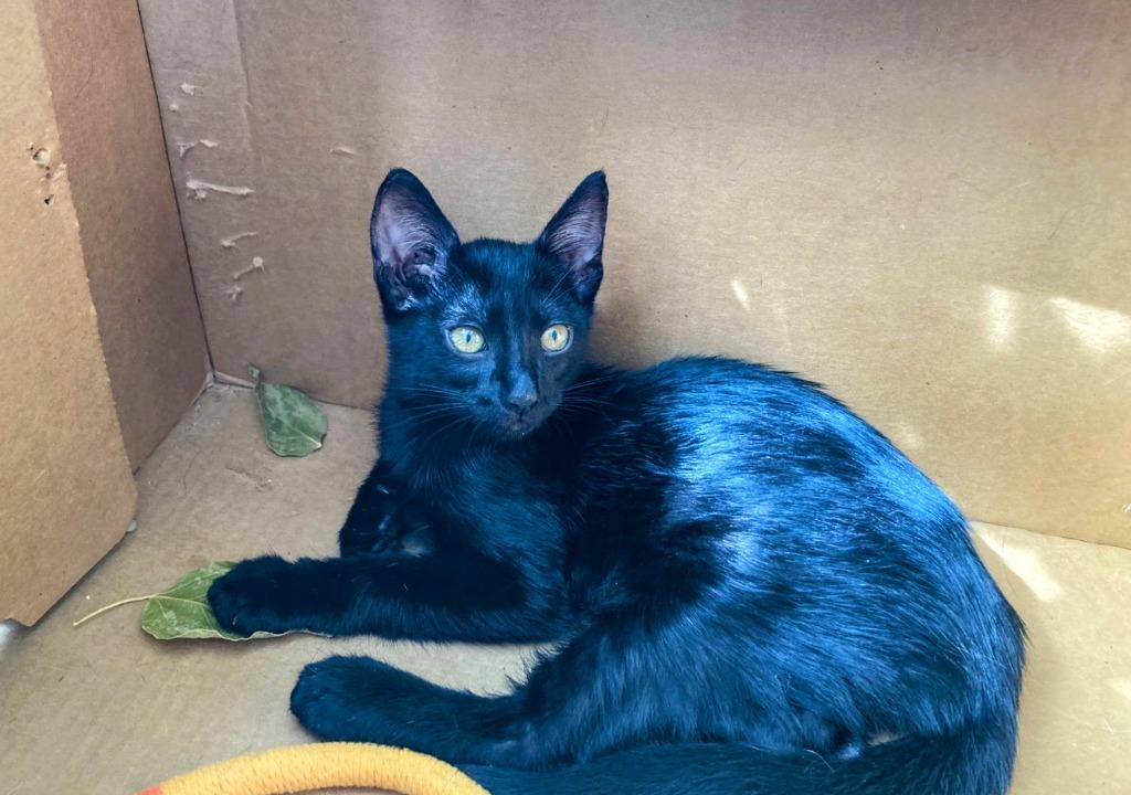 Enlarge Léa, a Adoptable mixed breed in Corral del Risco, NAY image 1/5