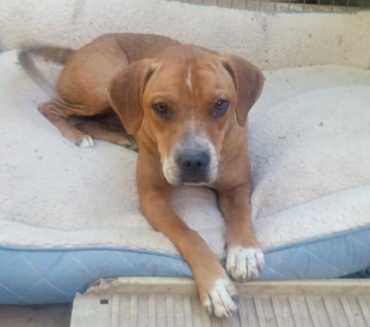 Prim, Adoptable, Young Female Boxer & Labrador Retriever.