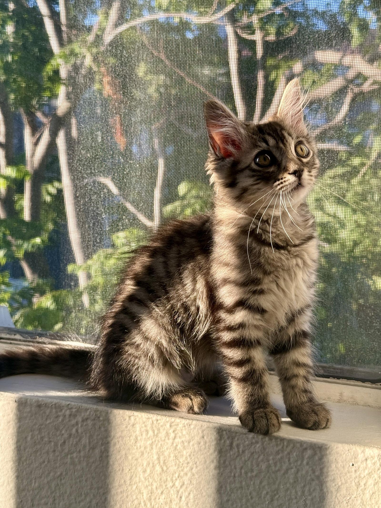 Juni, a Adopted Domestic Medium Hair in Los Alamitos, CA image 2/3