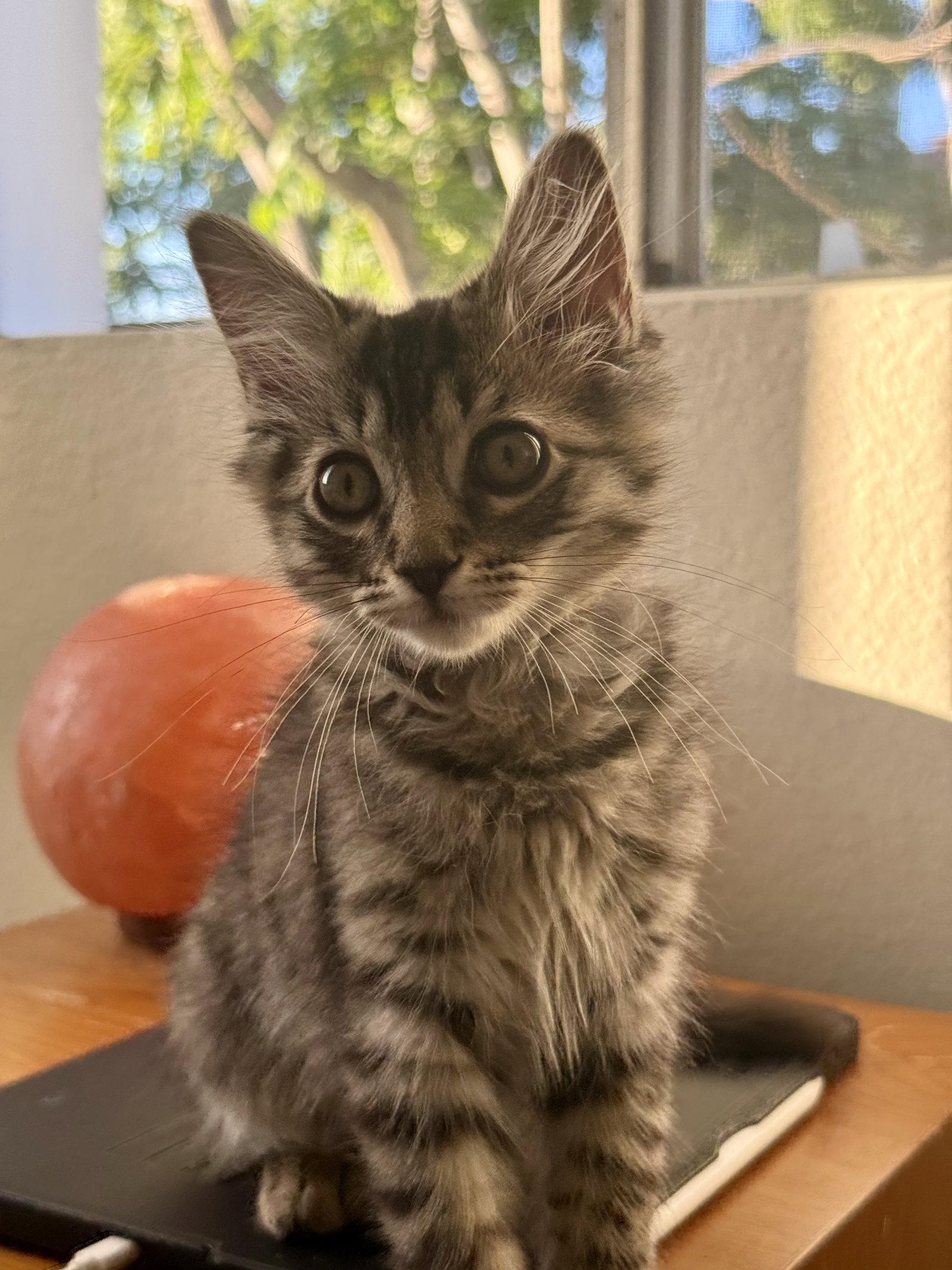 Juni, a Adopted Domestic Medium Hair in Los Alamitos, CA image 3/3