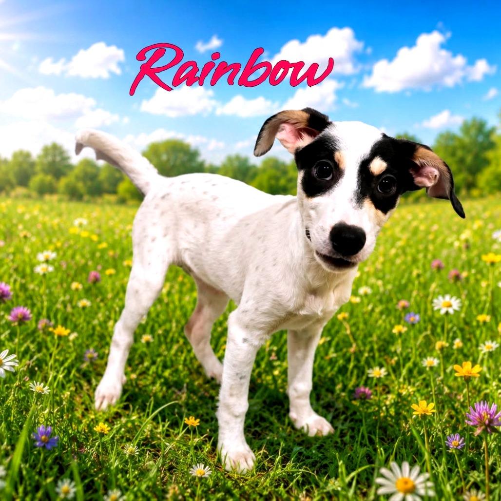 Enlarge Rainbow, a Adoptable Mixed Breed in Joliet, IL image 1/1