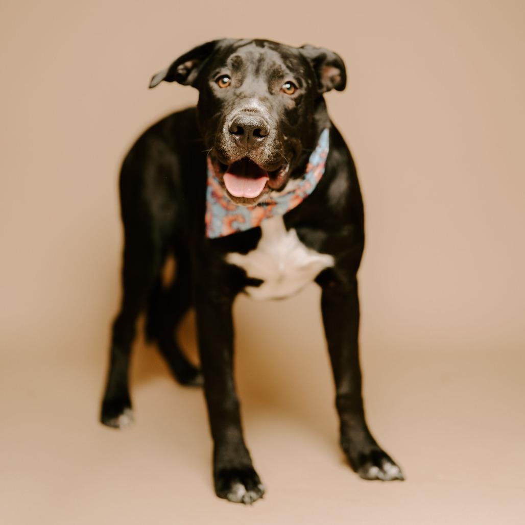 Beckett, Adoptable, Young Male Black Labrador Retriever.