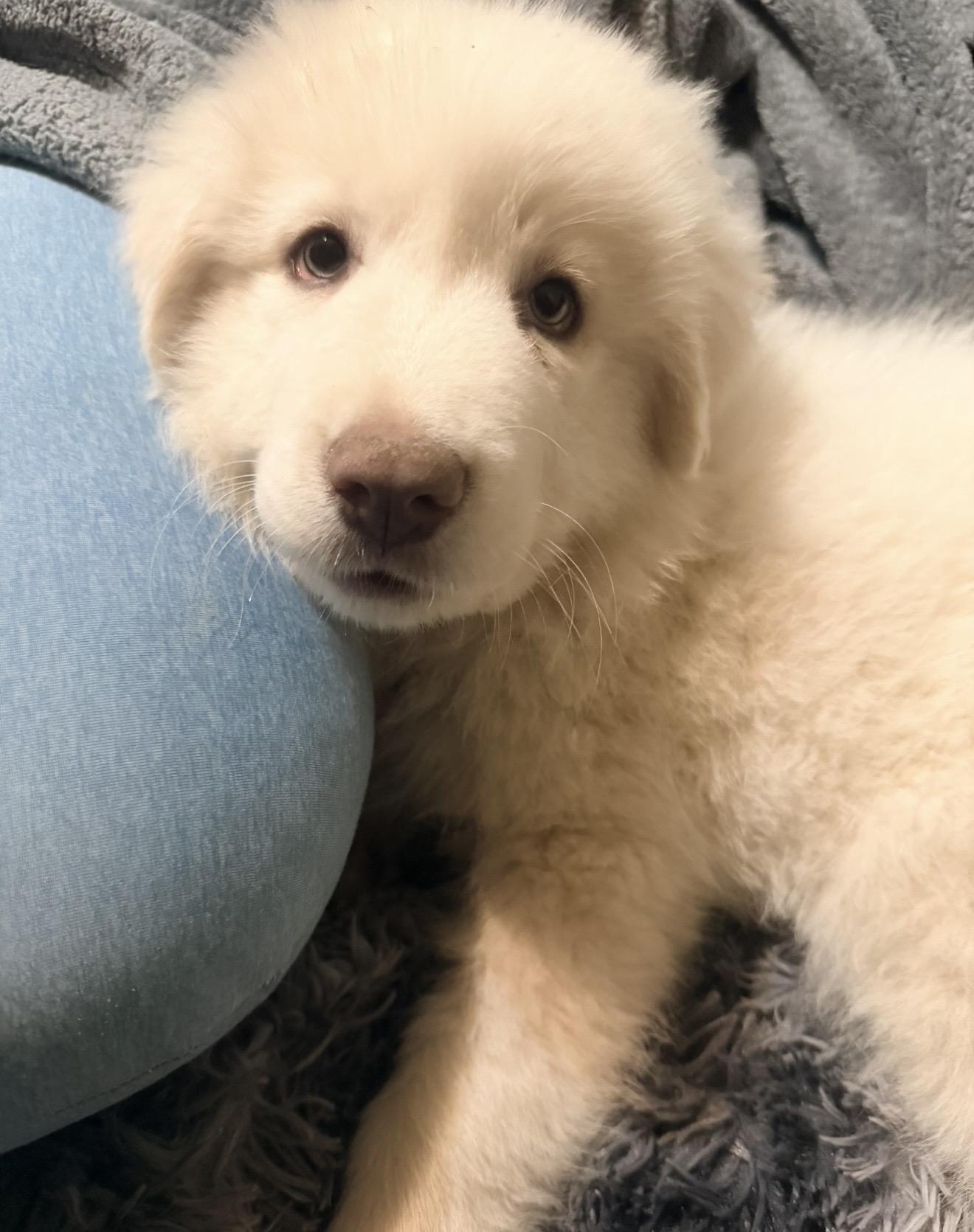 Enlarge Scarlett, an adopted Great Pyrenees in Fort Worth, TX image 1/4