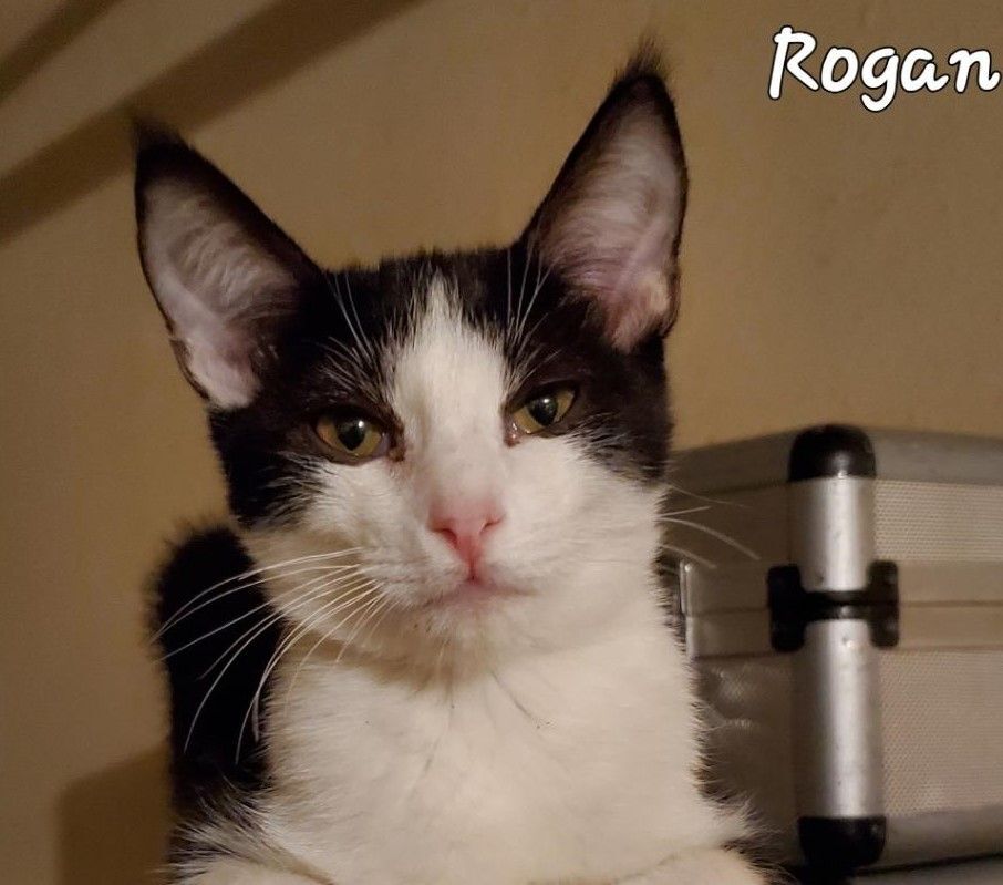 Rogan, Adoptable, Adult Male Tuxedo & Domestic Short Hair.