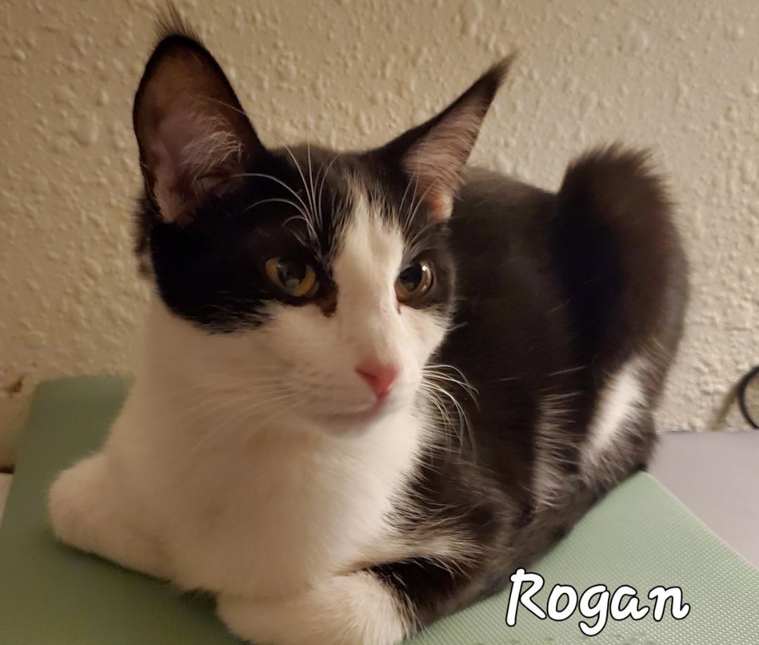 Enlarge Rogan, a Adoptable mixed breed in Las Cruces, NM image 8/10