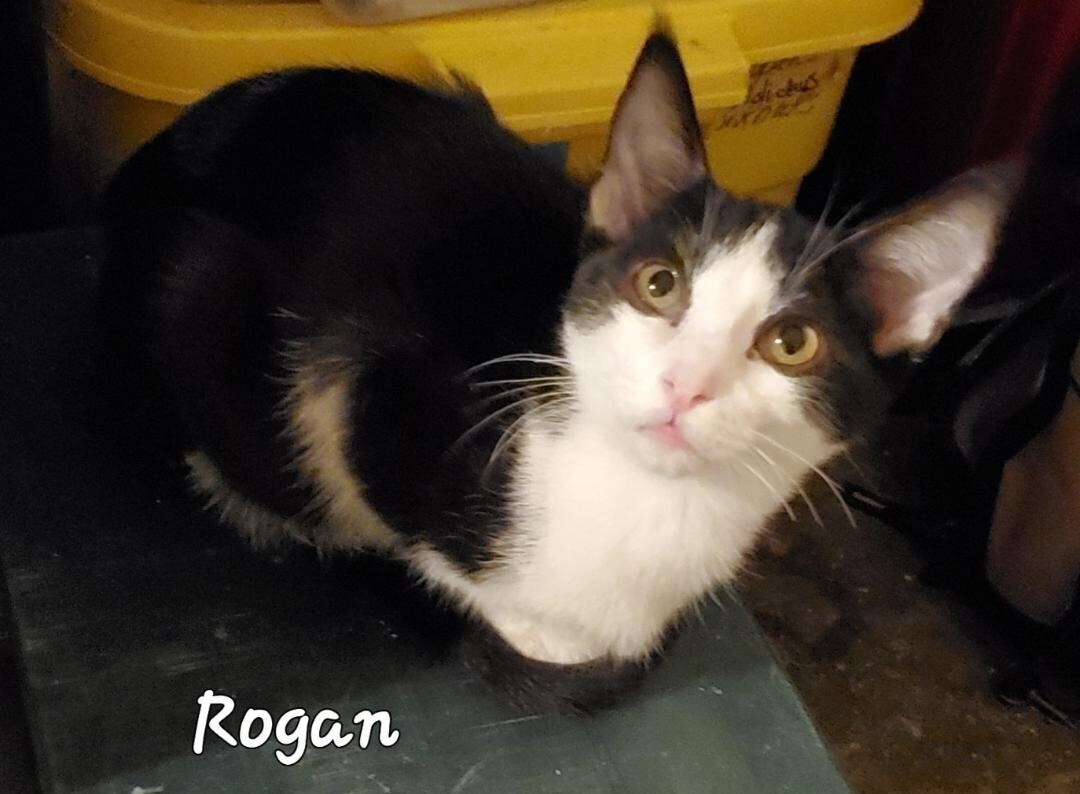 Enlarge Rogan, a Adoptable mixed breed in Las Cruces, NM image 9/10