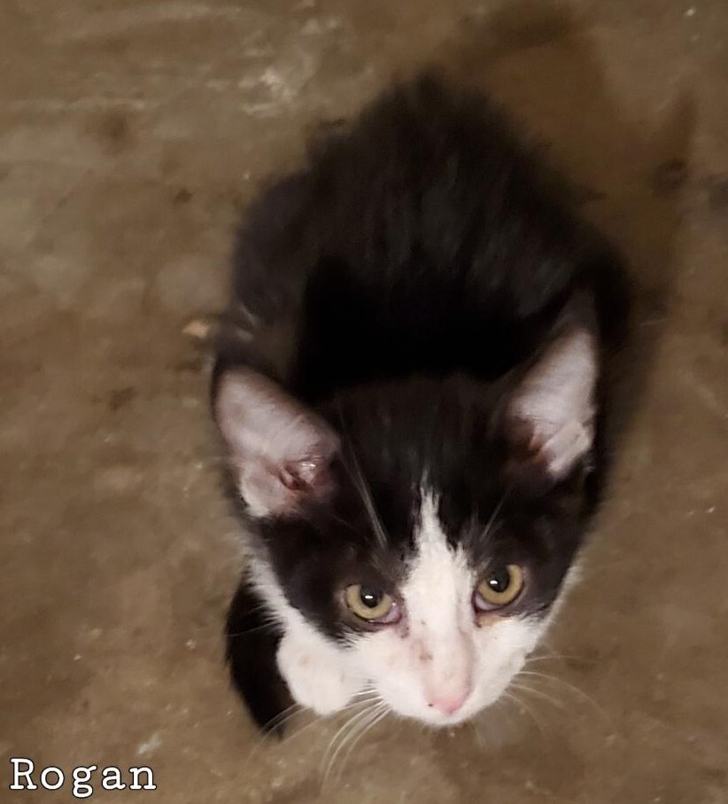 Enlarge Rogan, a Adoptable mixed breed in Las Cruces, NM image 10/10