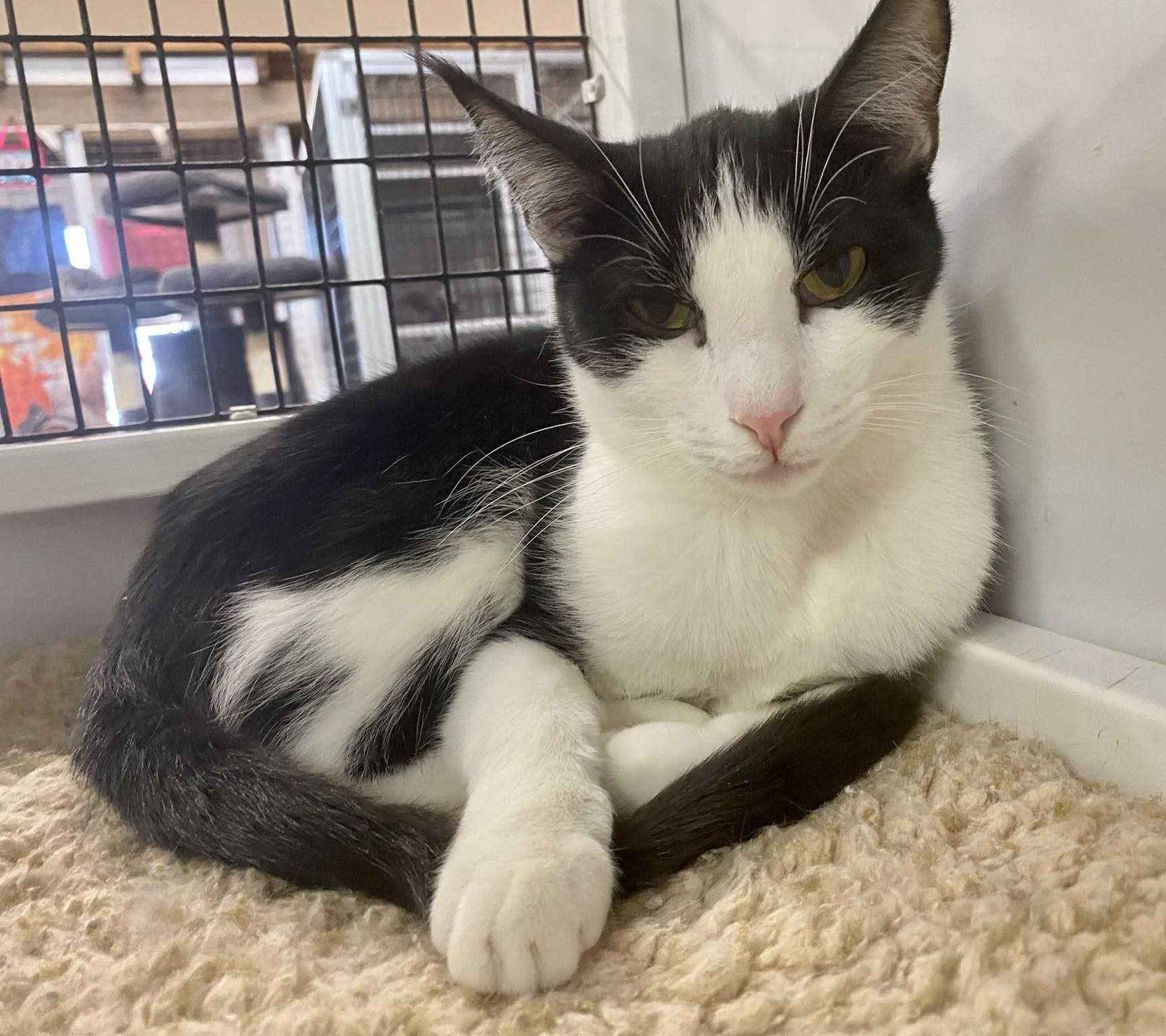 Enlarge Rogan, a Adoptable mixed breed in Las Cruces, NM image 7/10