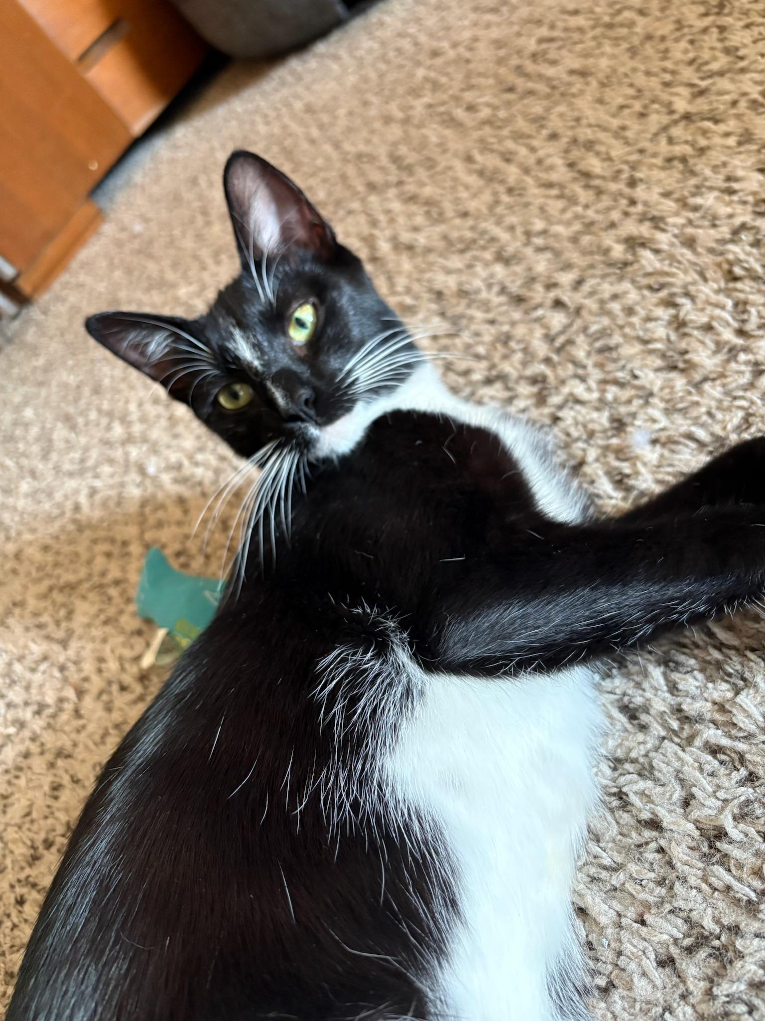 Enlarge Bobbie, a Adopted mixed breed in Mount Juliet, TN image 2/6