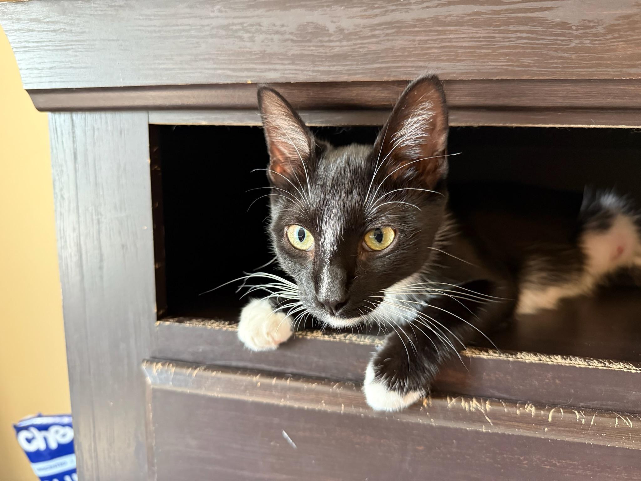 Enlarge Bobbie, a Adopted mixed breed in Mount Juliet, TN image 3/6
