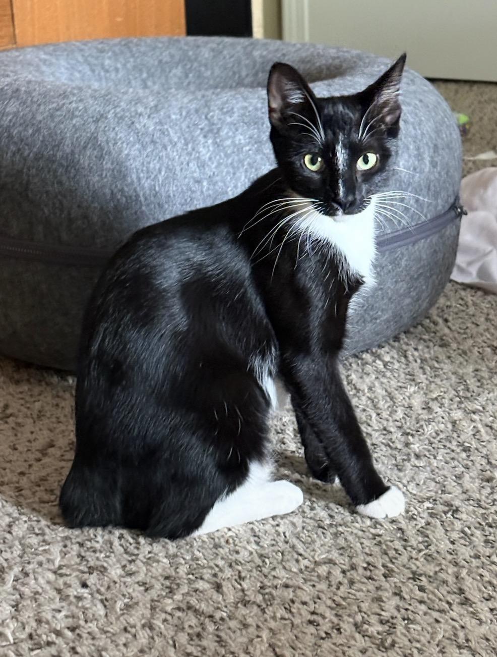 Bobbie, Adopted, Young Female Domestic Short Hair & American Bobtail.