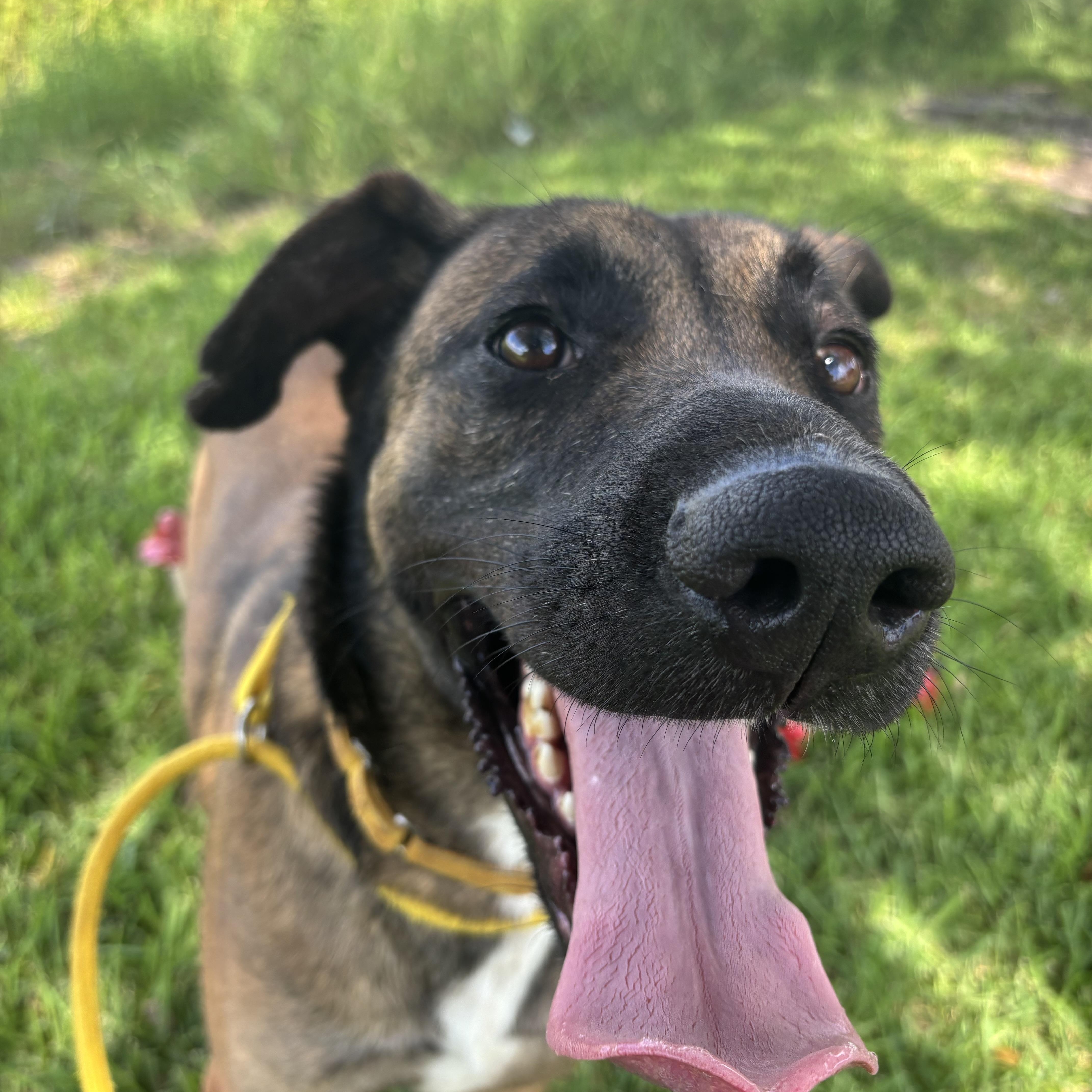Enlarge Raider, a Adoptable mixed breed in Robbinsville, NJ image 3/5