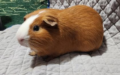 Enlarge Oliver, a Adoptable Guinea Pig in El Reno, OK image 1/2