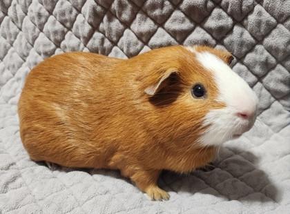 Oliver, Adult Male Guinea Pig