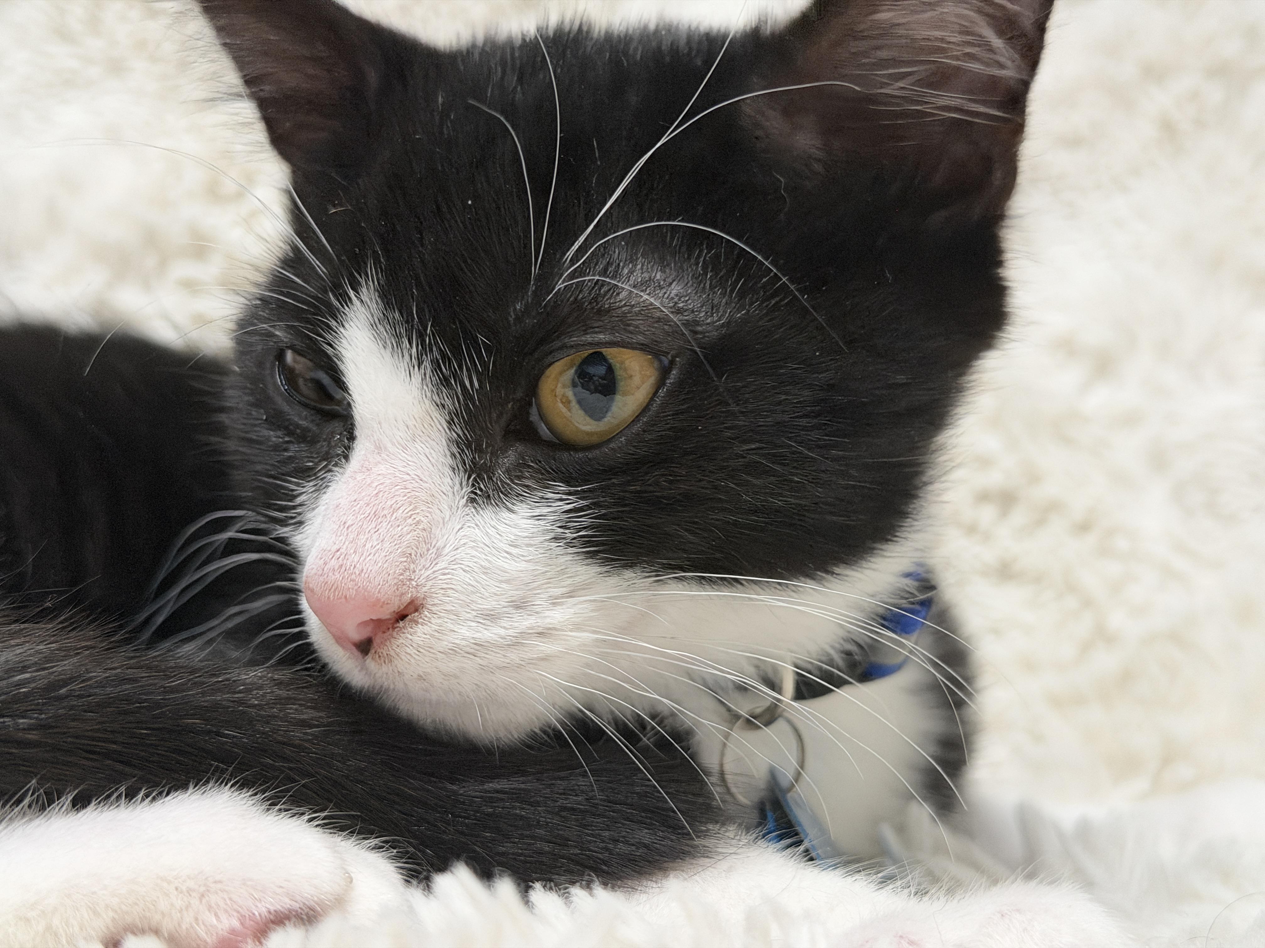 Enlarge Hazard, a Adoptable Domestic Short Hair in Pasco, WA image 3/6