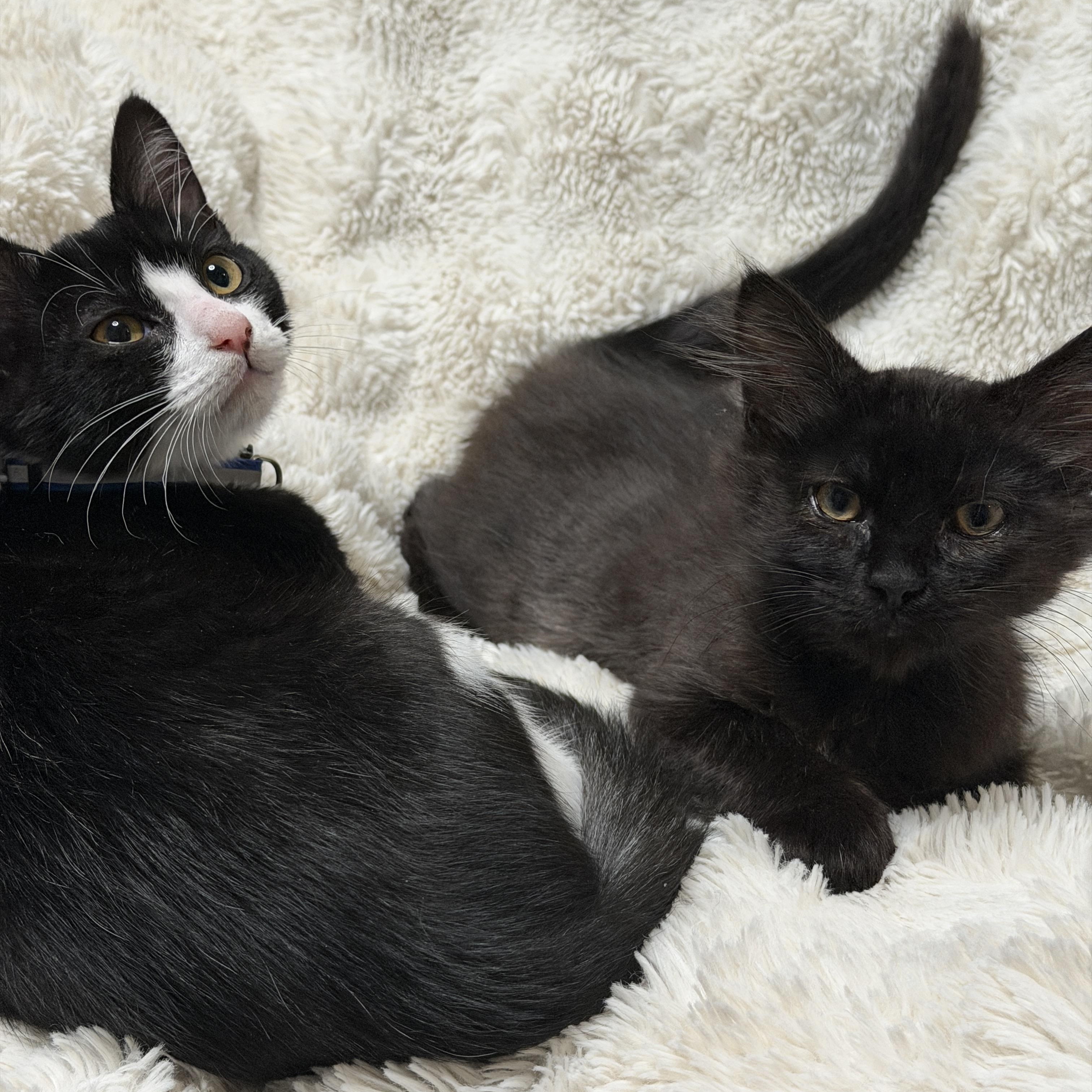 Enlarge Hazard, a Adoptable Domestic Short Hair in Pasco, WA image 6/6