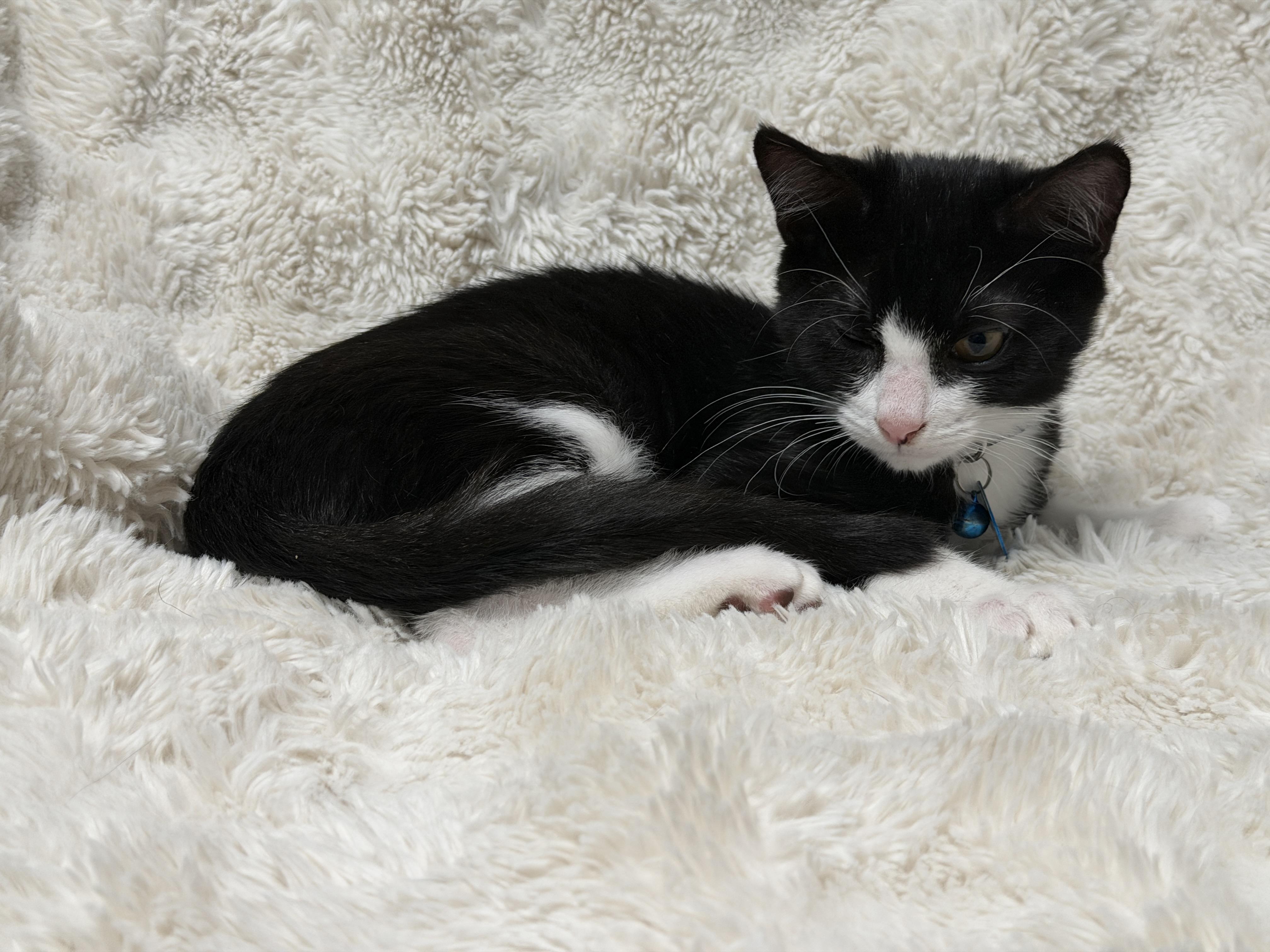 Enlarge Hazard, a Adoptable Domestic Short Hair in Pasco, WA image 4/6
