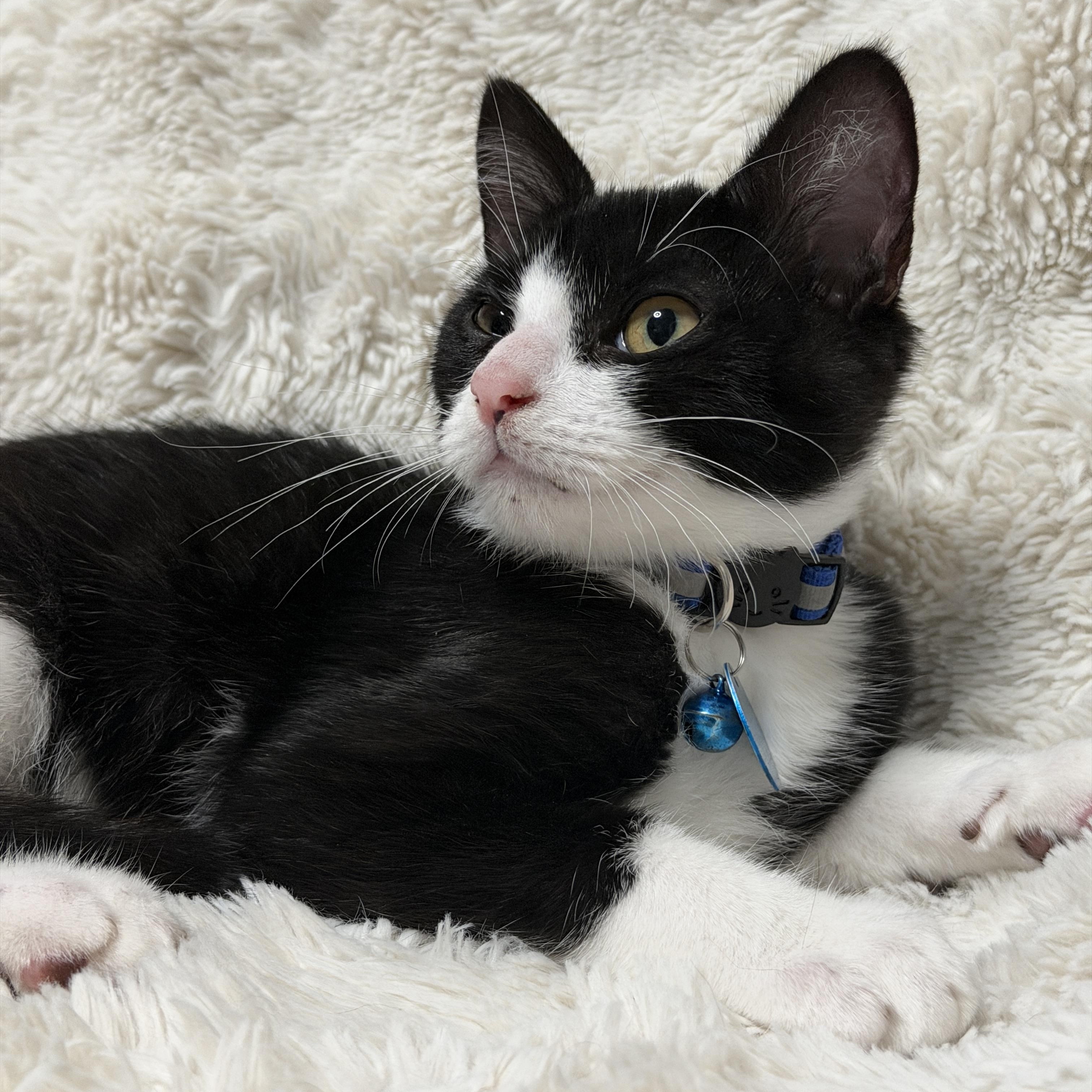 Enlarge Hazard, a Adoptable Domestic Short Hair in Pasco, WA image 2/6