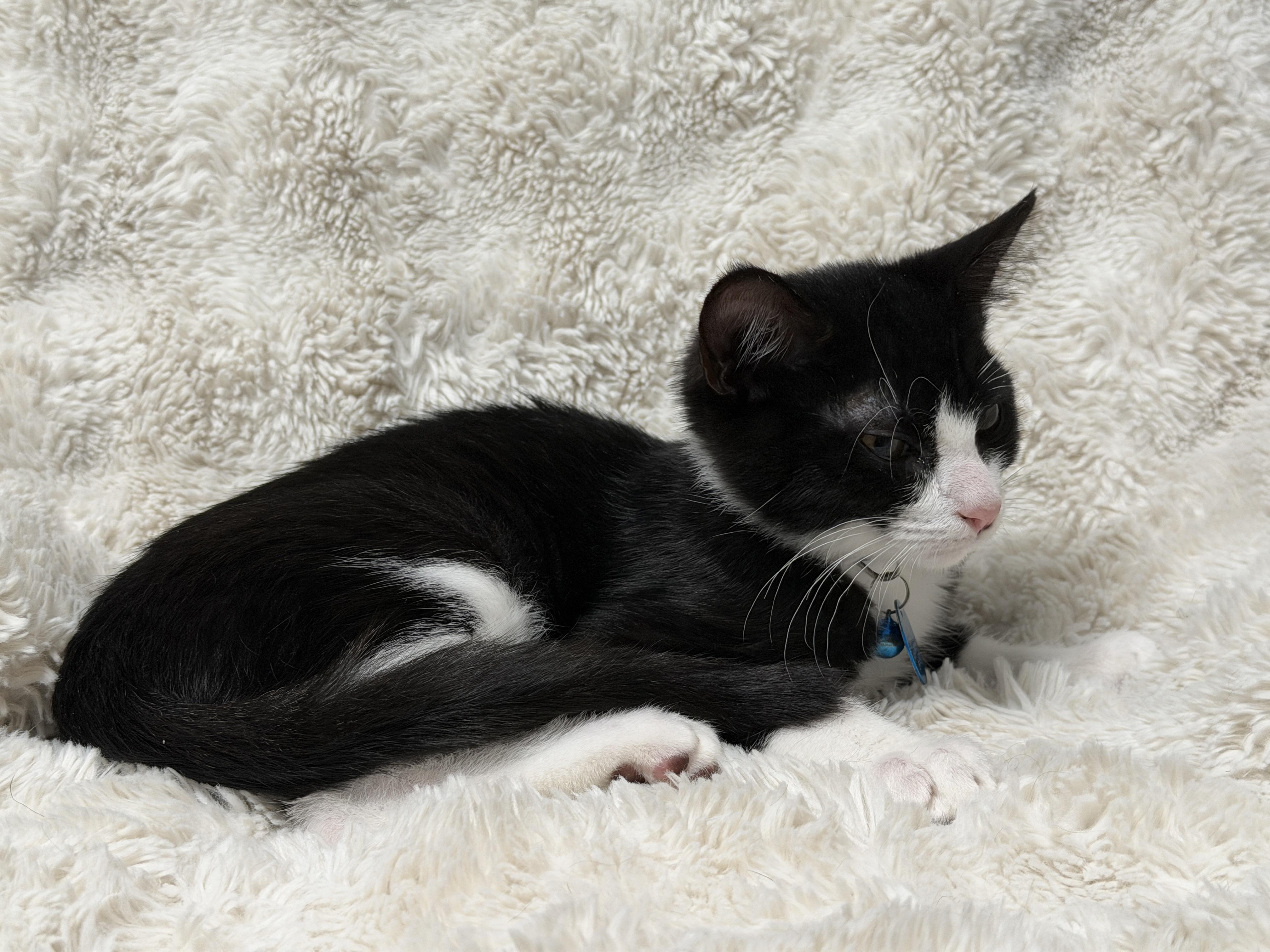 Enlarge Hazard, a Adoptable Domestic Short Hair in Pasco, WA image 5/6