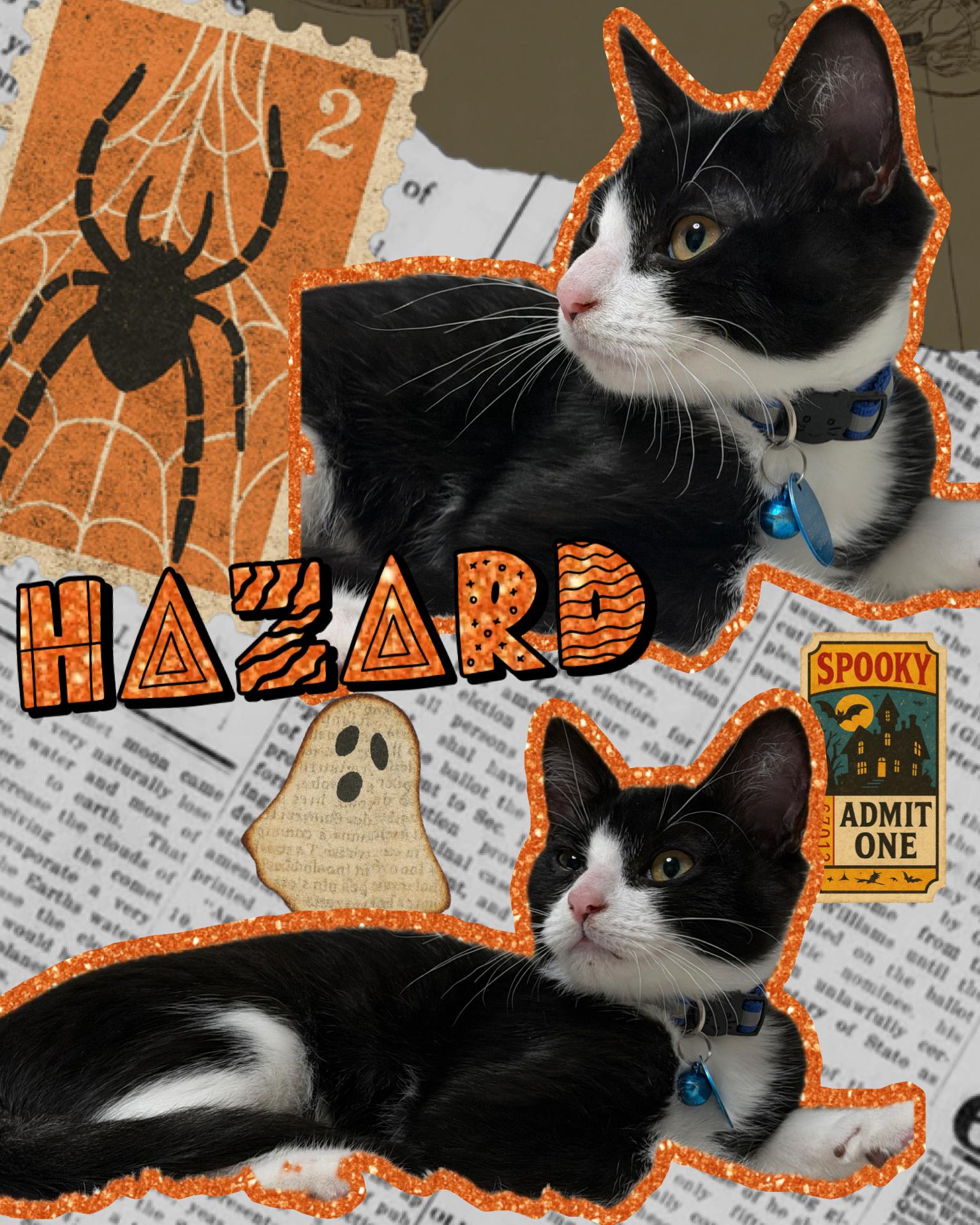 Hazard, Adoptable, Kitten Male Domestic Short Hair.