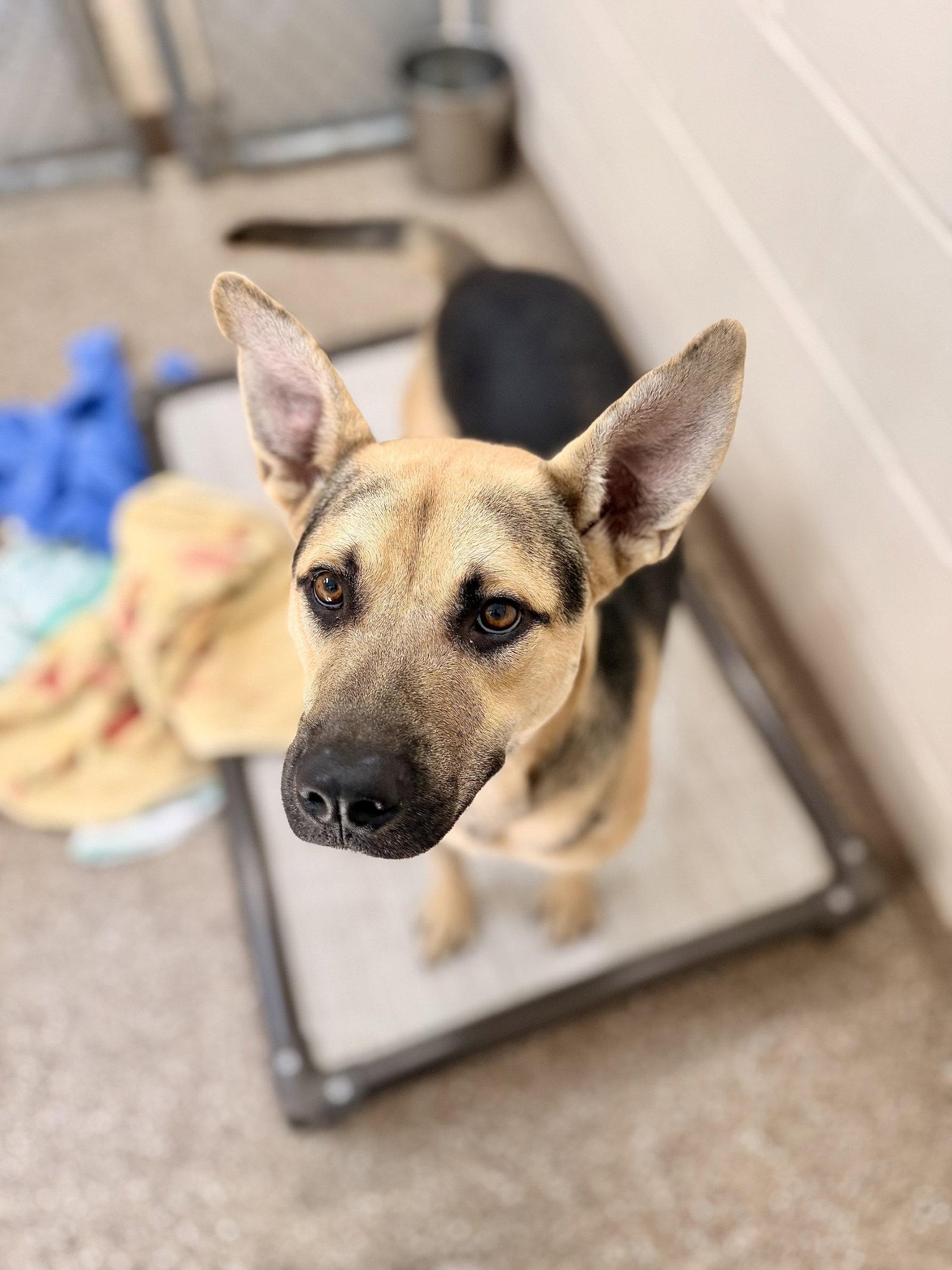 Enlarge Milo, a Adoptable Shepherd in Hilton Head Island, SC image 1/1