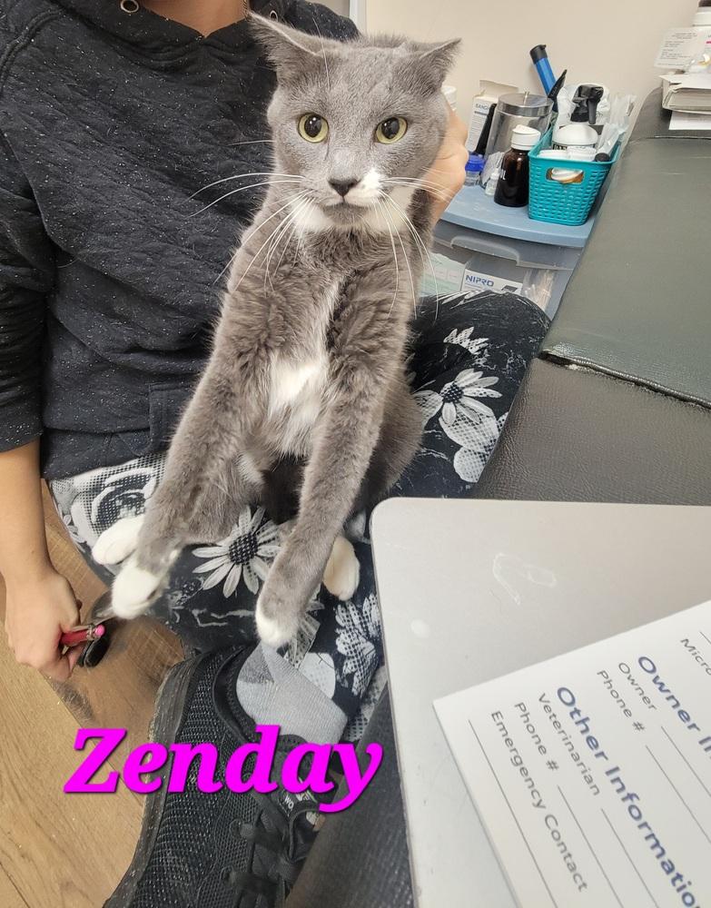 Zenday, Adoptable, Adult Female Domestic Short Hair.