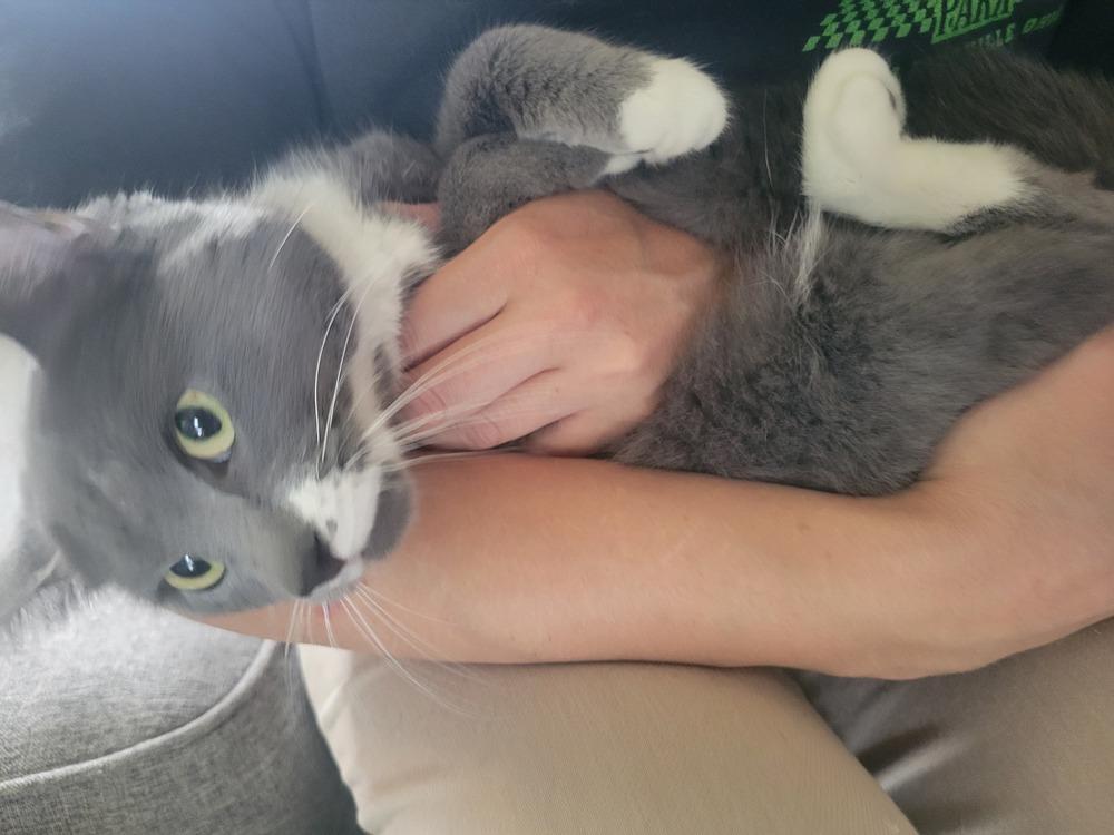 Enlarge Zenday, a Adoptable Domestic Short Hair in Lorain, OH image 2/4