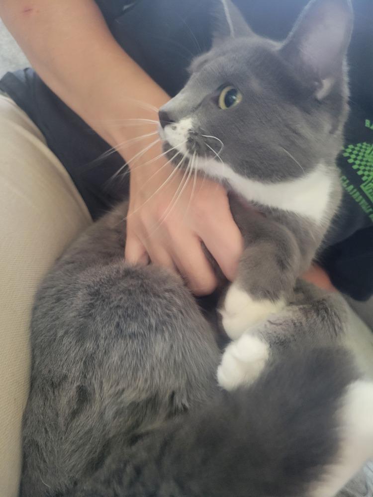 Enlarge Zenday, a Adoptable Domestic Short Hair in Lorain, OH image 3/4