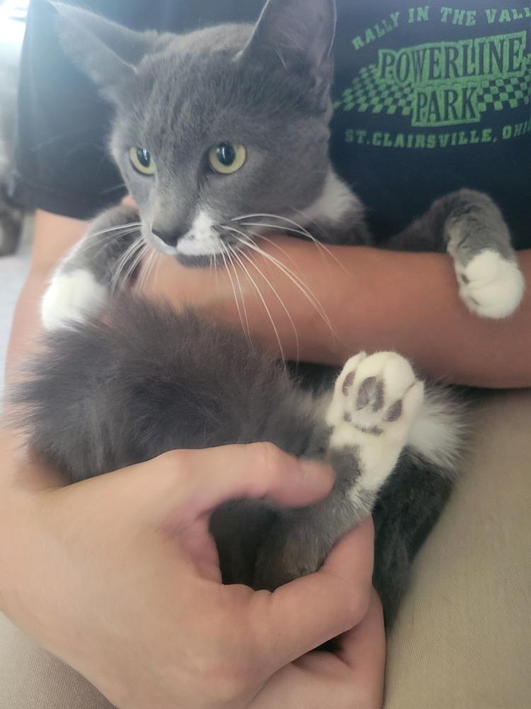 Enlarge Zenday, a Adoptable Domestic Short Hair in Lorain, OH image 4/4