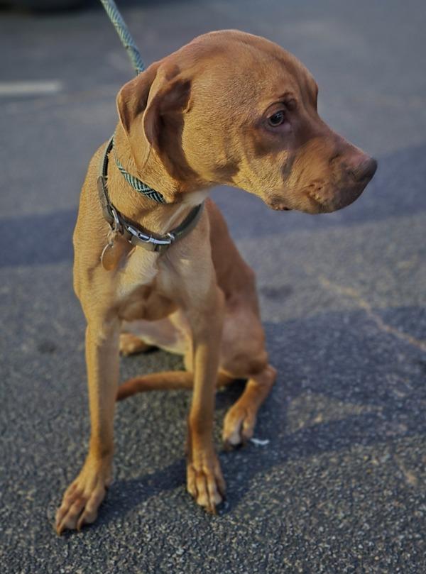 Enlarge Ic 1 Maple, a Adoptable mixed breed in Lawrenceville, GA image 1/1