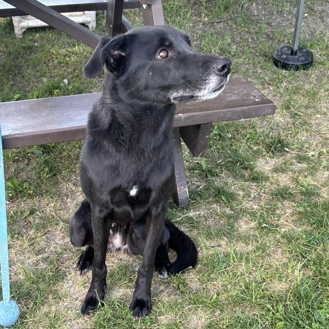 Enlarge Summer, an adoptable mixed breed in Mississauga, ON image 3/6