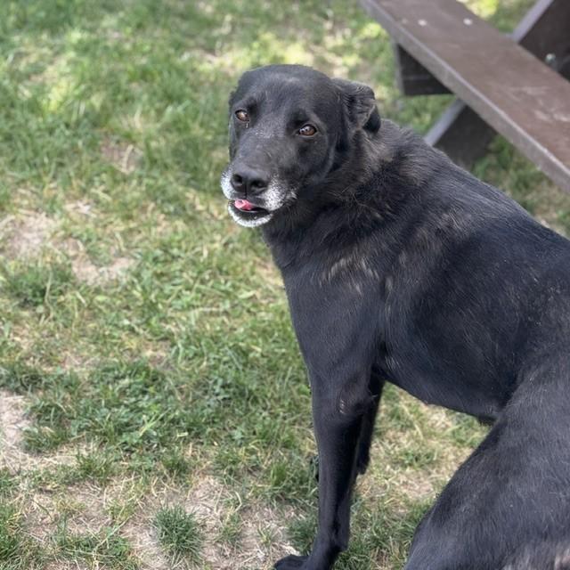 Enlarge Summer, an adoptable mixed breed in Mississauga, ON image 4/6