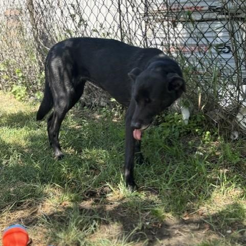 Enlarge Summer, an adoptable mixed breed in Mississauga, ON image 5/6