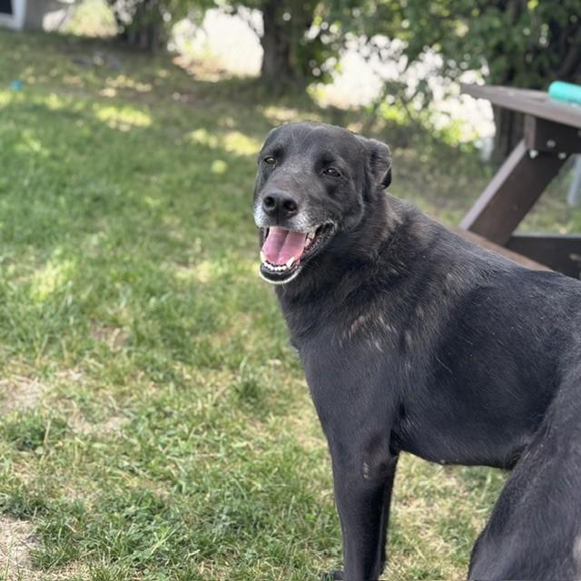 Enlarge Summer, an adoptable mixed breed in Mississauga, ON image 2/6