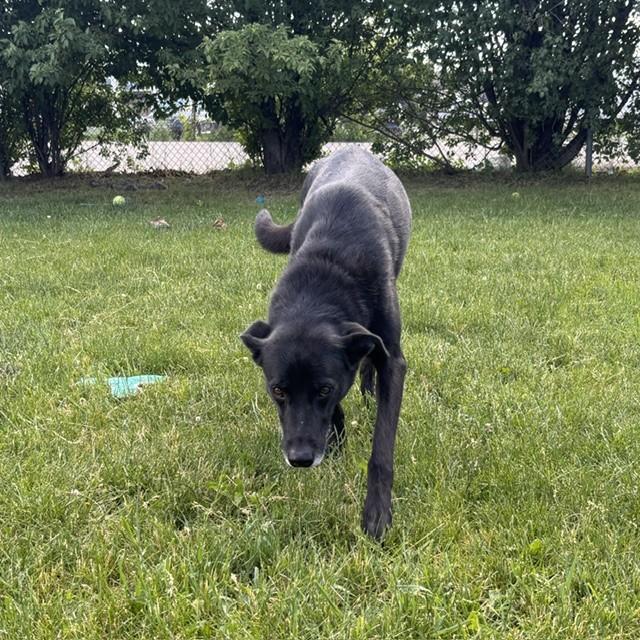 Enlarge Summer, an adoptable mixed breed in Mississauga, ON image 6/6