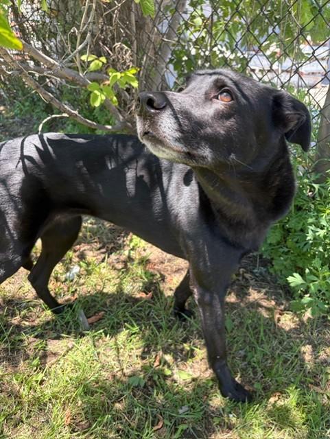 Summer, an adoptable mixed breed in Mississauga, ON image 1/5