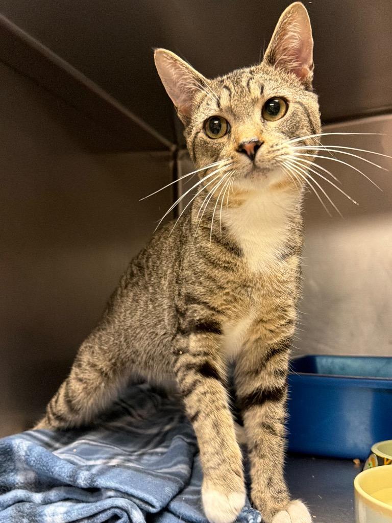 Purrcy Jackson, Adoptable, Young Male Domestic Short Hair.