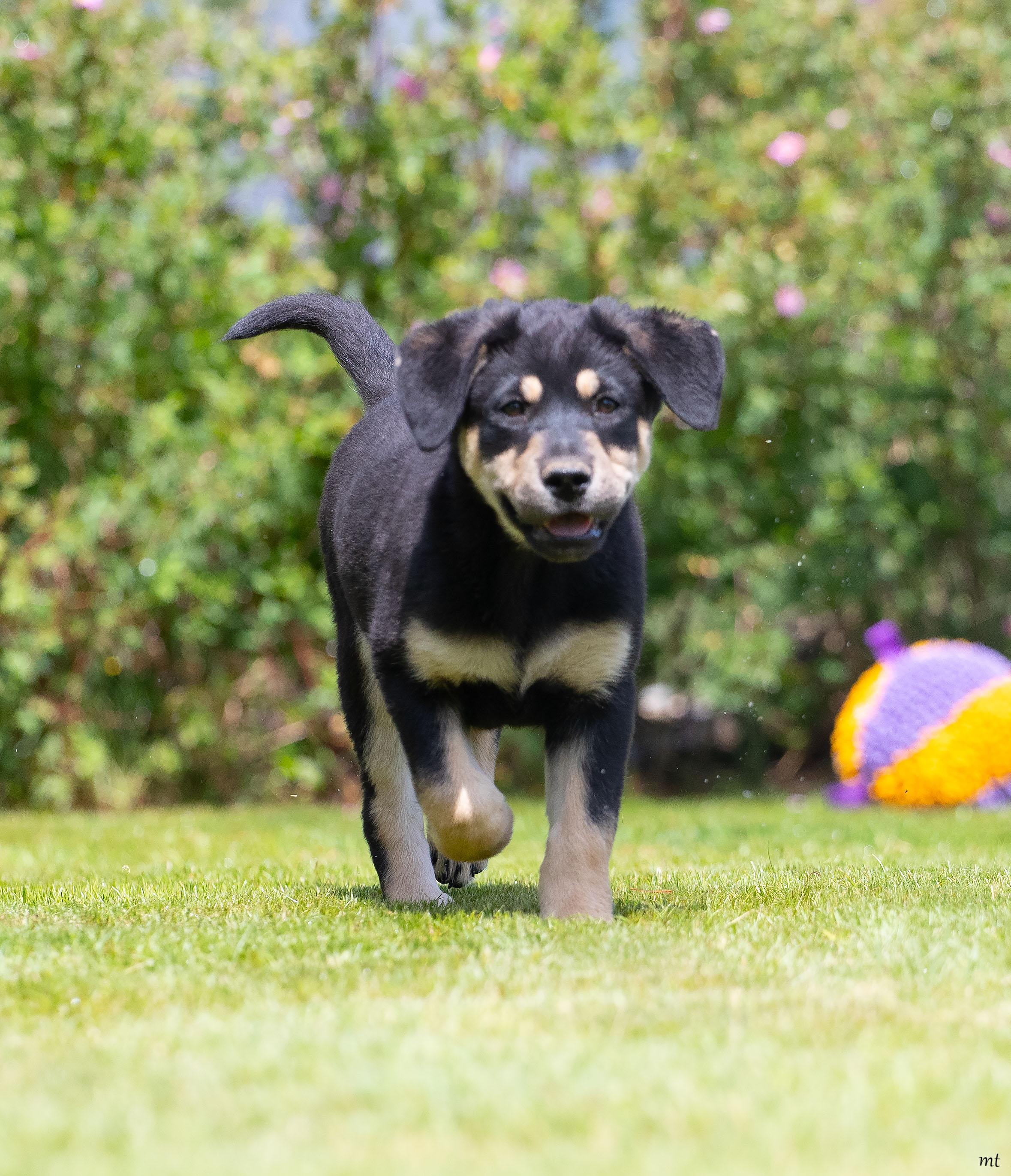 Enlarge Cherry, an adoptable mixed breed in Washoe Valley, NV image 3/5