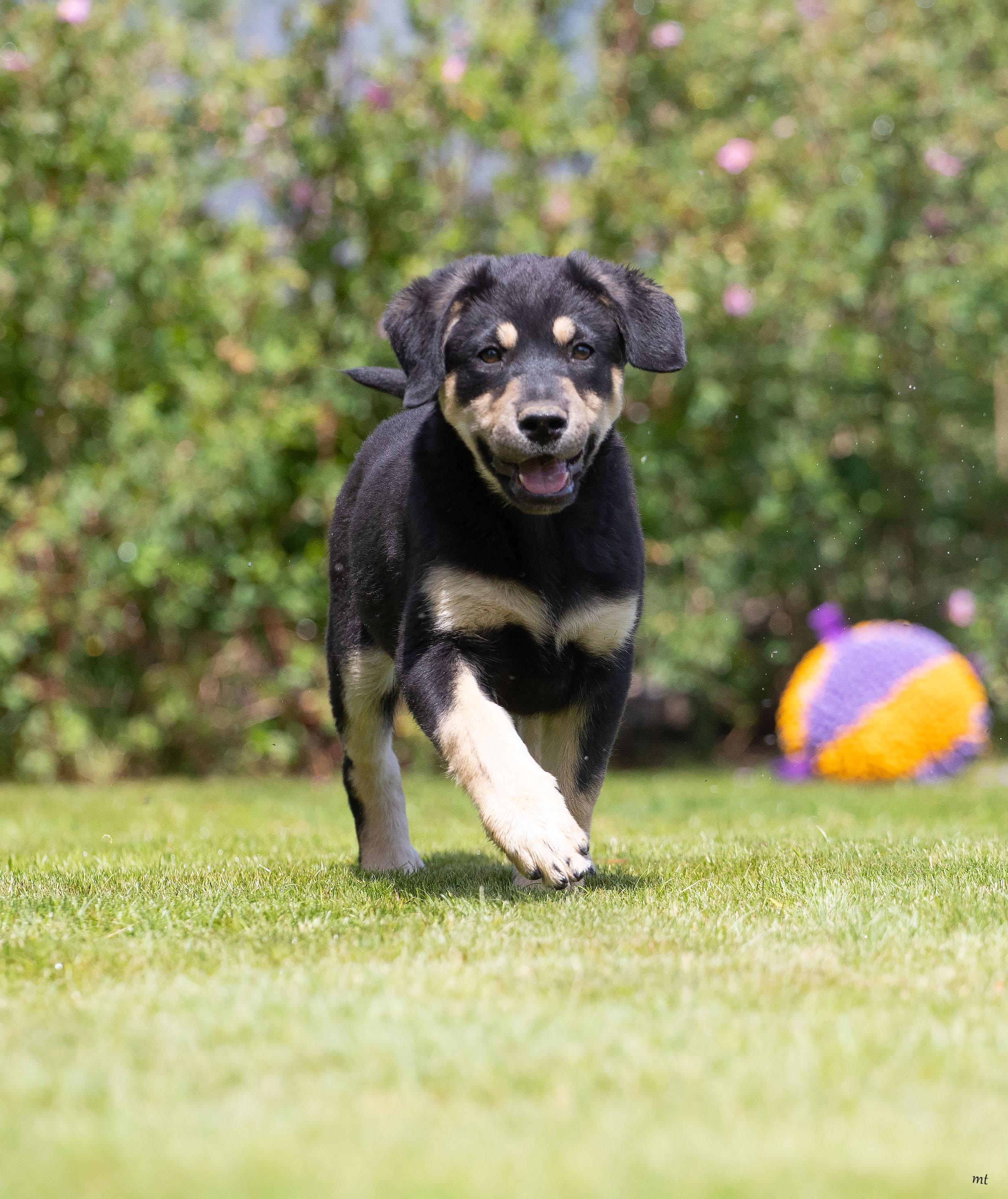 Enlarge Cherry, an adoptable mixed breed in Washoe Valley, NV image 4/5