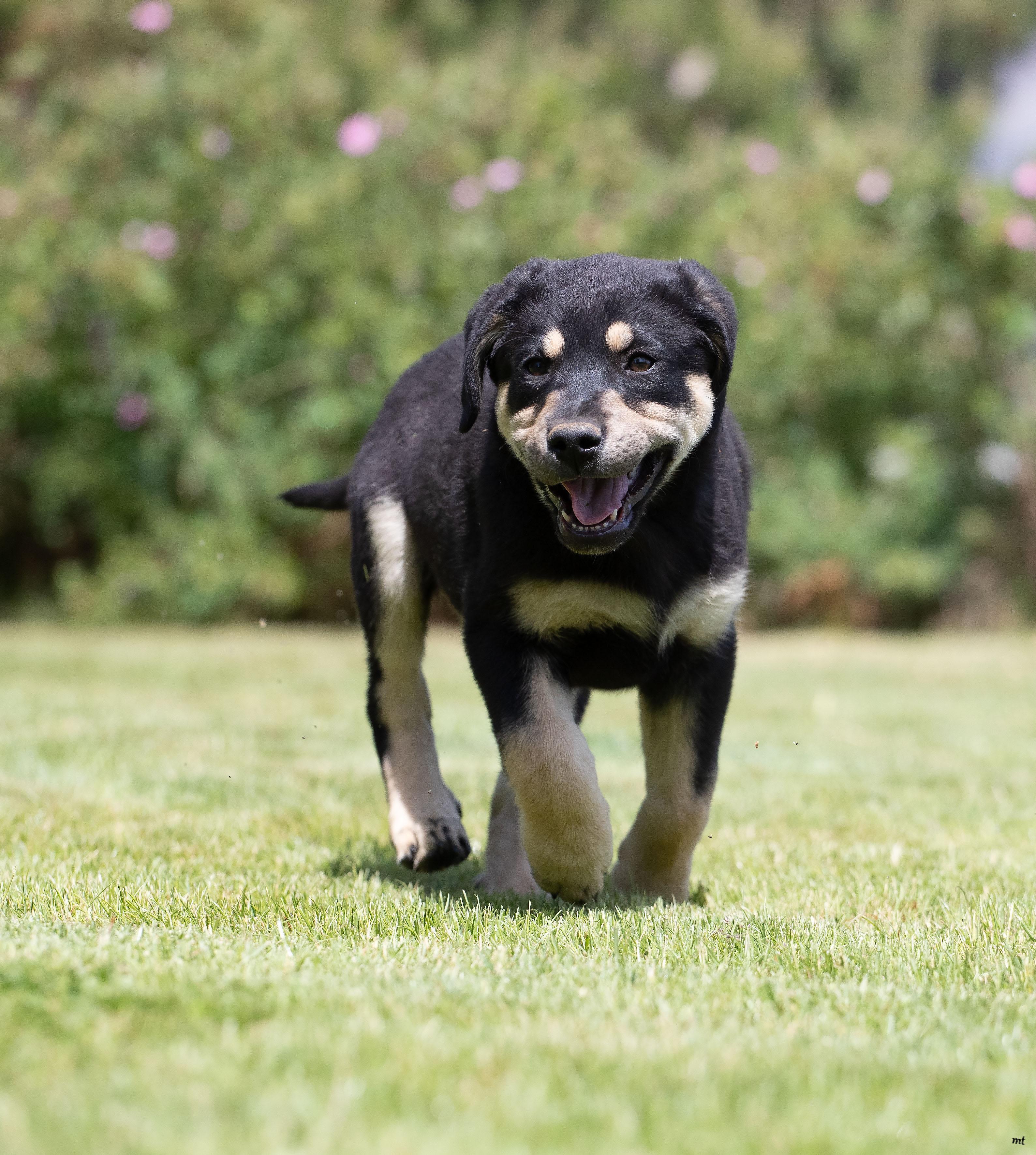 Enlarge Cherry, an adoptable mixed breed in Washoe Valley, NV image 1/5